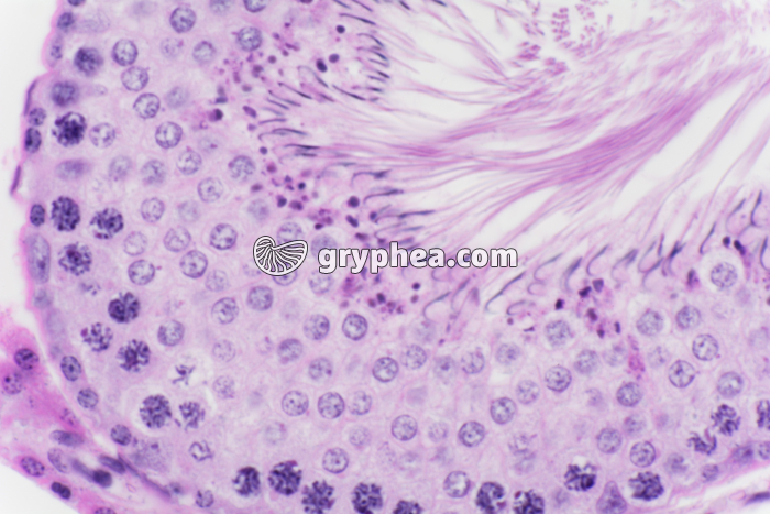 Testicule de Cobaye x200 - gryphea.com